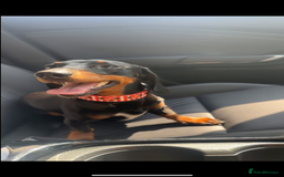 Miniature Dachshund dogs for stud: Miniature Dachshund available for stud  - Image 2