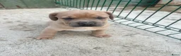 Mixed Breed dogs for sale: Stunning Boerboel x Ridgeback puppies  - Advert 4