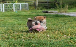 Japanese Shiba Inu dogs for sale: Multi Champion bloodline Shiba Inu pups for sale - Image 15