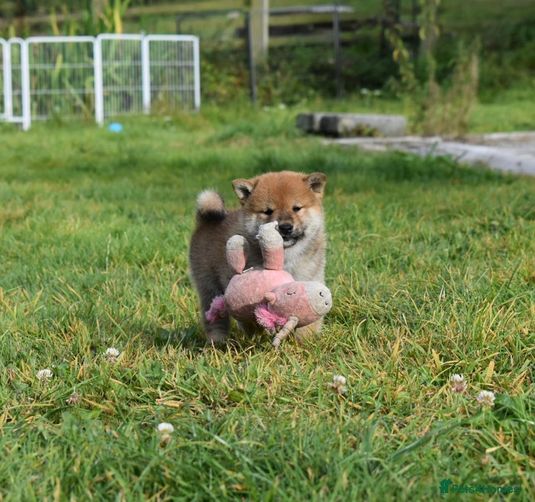 Japanese Shiba Inu dogs for sale: Multi Champion bloodline Shiba Inu pups for sale - Image 15