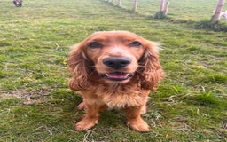 Cocker Spaniel dogs for sale: Fox Red Cocker Spaniel - Image 15
