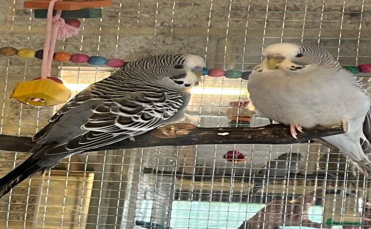 Budgerigars birds - Advert 15