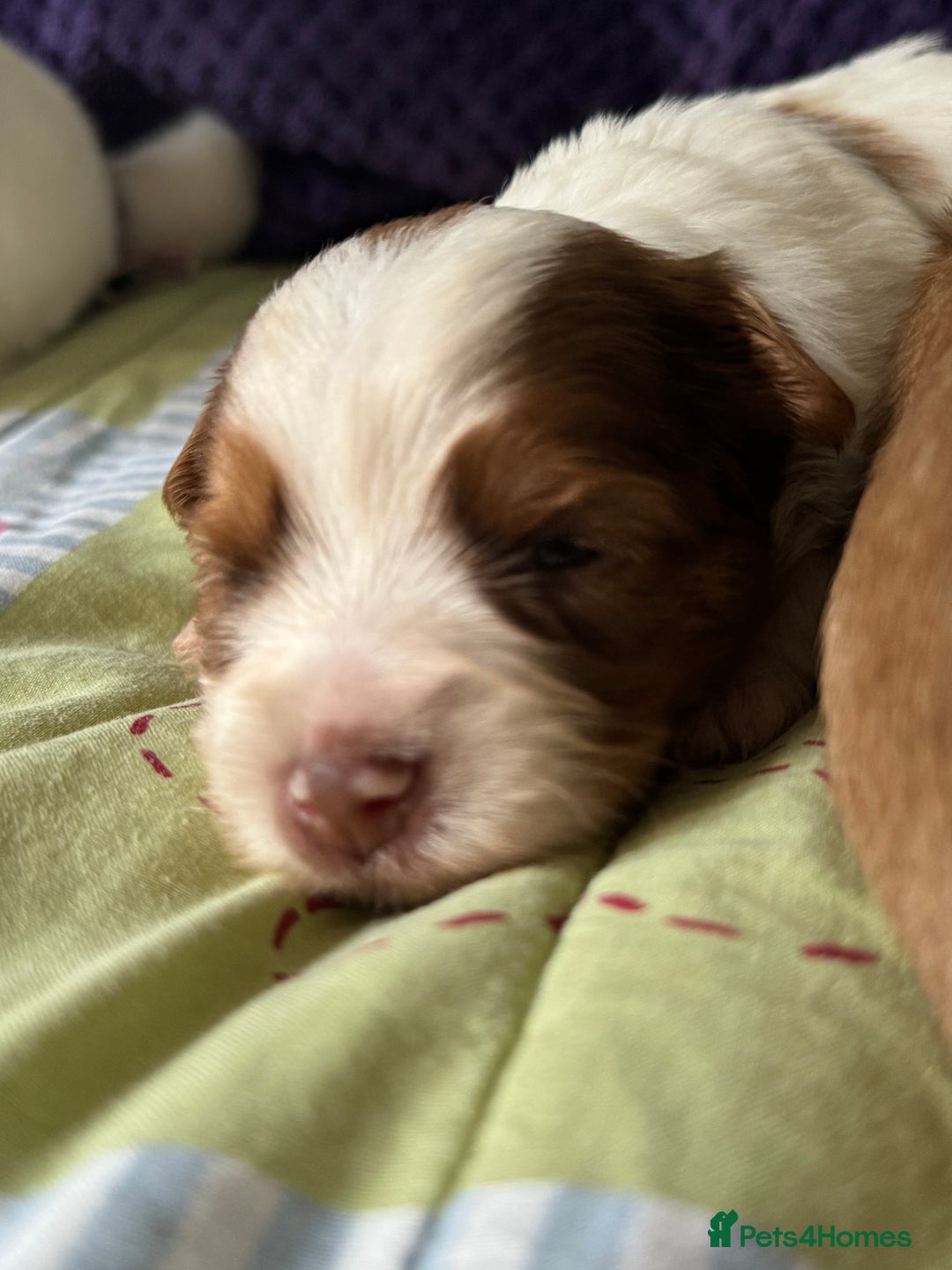Biewer Terrier dogs for sale: Superb pedigree Biewer pups - DNA Health tested - Advert 12