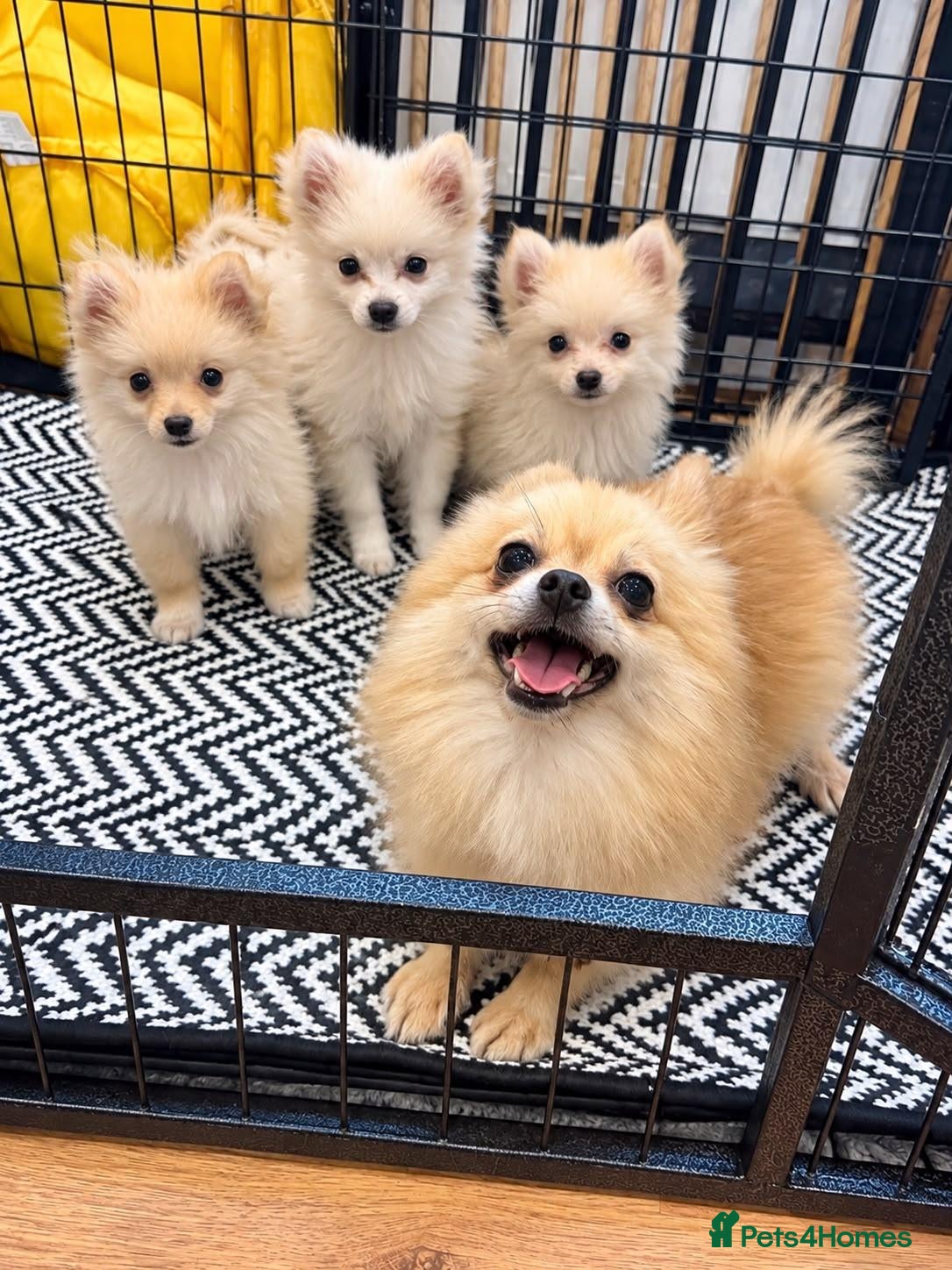 Pomeranian dogs Pomeranian puppies ready now  - Advert 6