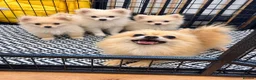 Pomeranian dogs for sale: Pomeranian puppies ready now  - Advert 7