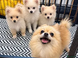 Pomeranian dogs Pomeranian puppies ready now - Advert 6