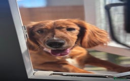 Cocker Spaniel dogs for sale: Cocker Spaniel Girl ‘Ruby’  - Advert 10