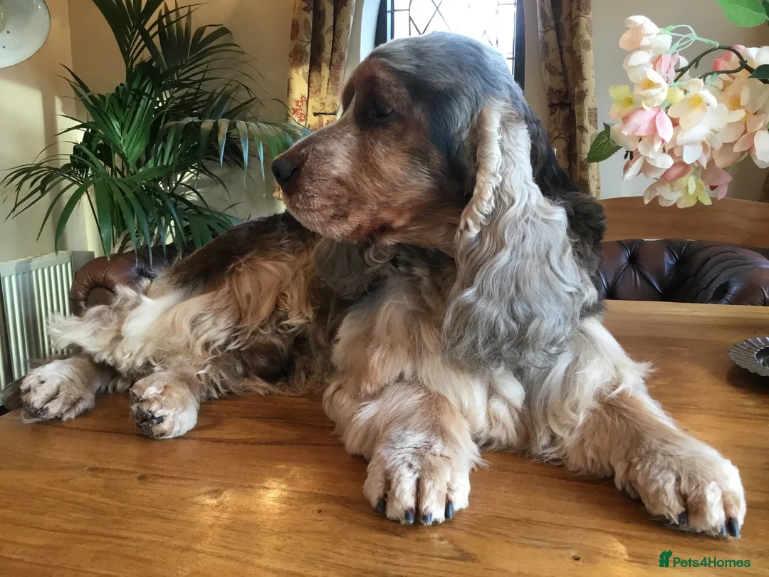 Cocker Spaniel dogs for stud: Stunning, Sable Show Cocker Stud, Health Tested. in Market Drayton - Advert 5