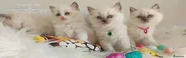 Ragdoll Kitten 2