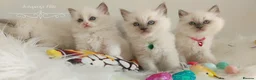 Ragdoll cats for sale: Beautiful Ragdoll kittens 😻😻😻😻 - Advert 34