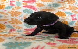 Labrador Retriever dogs for sale: Black Labrador puppies - Image 14