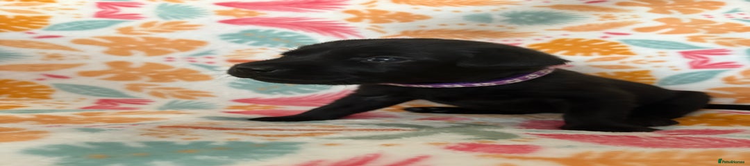 Purple-female