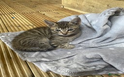 Mixed Breed cats for sale: One baby boy tabby - Image 6