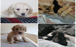 Toy Poodle dogs for stud: KC Registered Blue Silver Phantom Health Tested  in Preston - Image 2