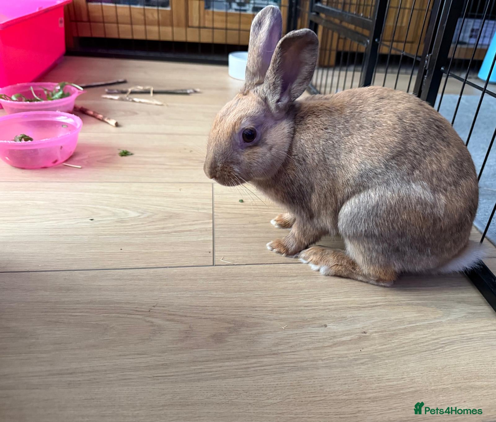 Netherland Dwarf rabbits For sale - Advert 1