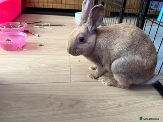 Netherland Dwarf rabbits For sale - Advert 1