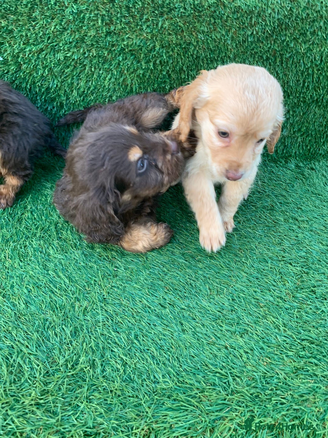 Cockapoo dogs for sale: Cockerpoo puppies  - Advert 5