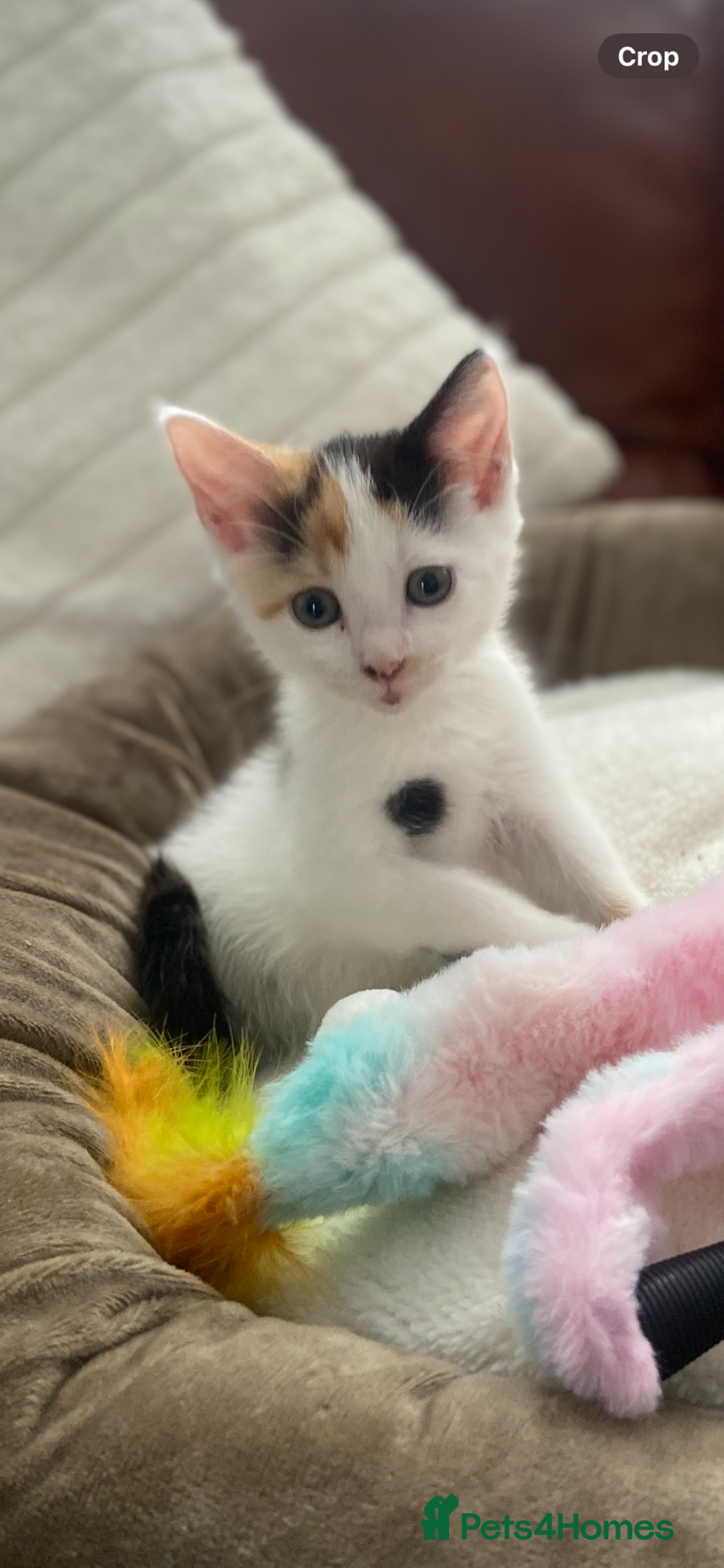 British Shorthair cats for sale:  **  5 month old kitten - Advert 2