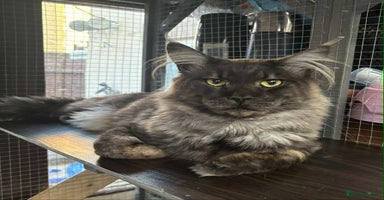 Maine Coon cats - Advert 2