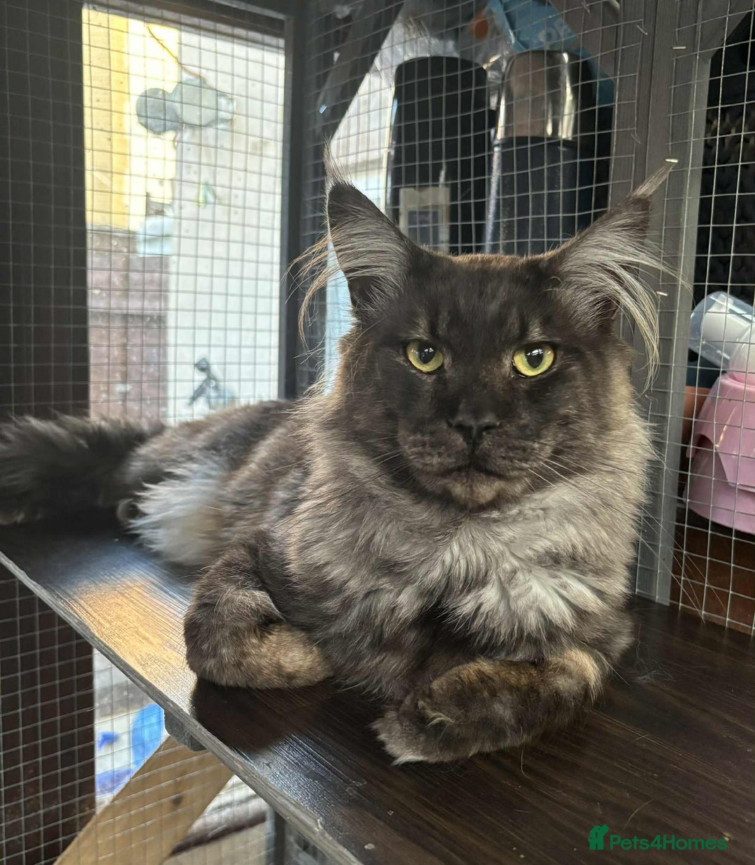 Maine Coon cats for sale: Stunning Maincoon kittens - Image 9