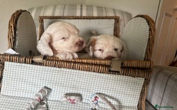 Clumber Spaniel dogs for sale: Fantastic Clumber Spaniel Puppy’s  - Image 7