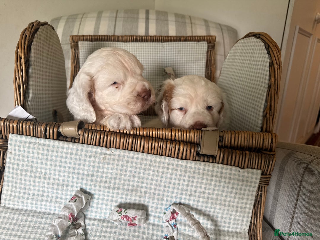 Clumber Spaniel dogs for sale: Fantastic Clumber Spaniel Puppy’s  - Image 7