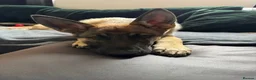 Belgian Shepherd Dog dogs for sale: Selling my beautiful jax  in Redditch - Advert 8
