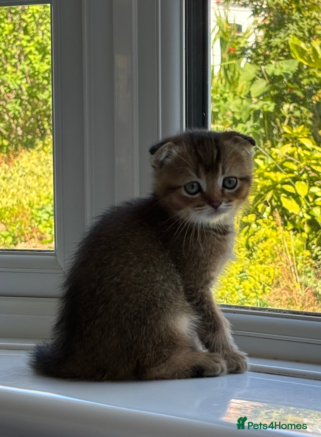 Scottish Fold cats for sale: 3 Scottish folds  in Uckfield - Image 1