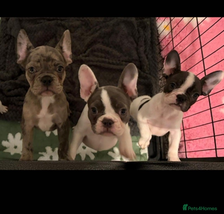 French Bulldog dogs Beautiful French bulldog pups - Advert 3