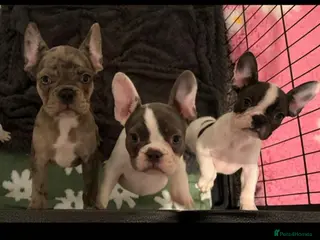 French Bulldog dogs Beautiful French bulldog pups - Advert 3