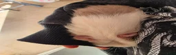 Guinea Pig rodents for sale: 3 baby guinea pigs - Advert 4