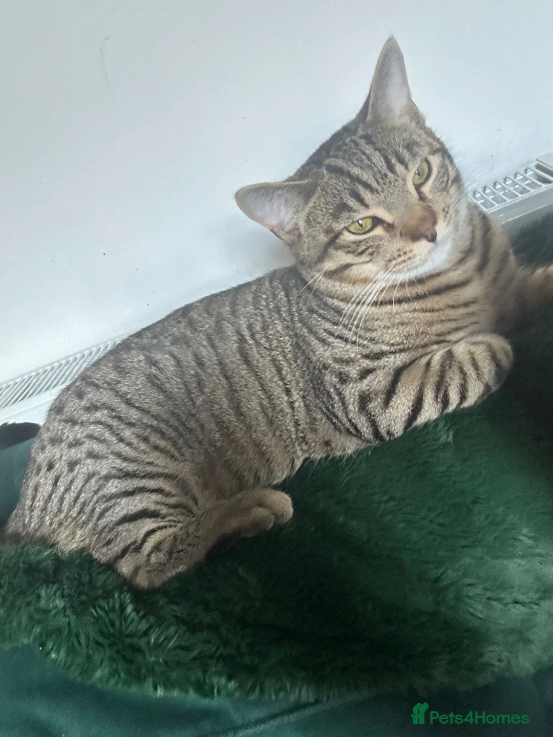 Mixed Breed cats for sale: Mixed bengal kittens  - Advert 13