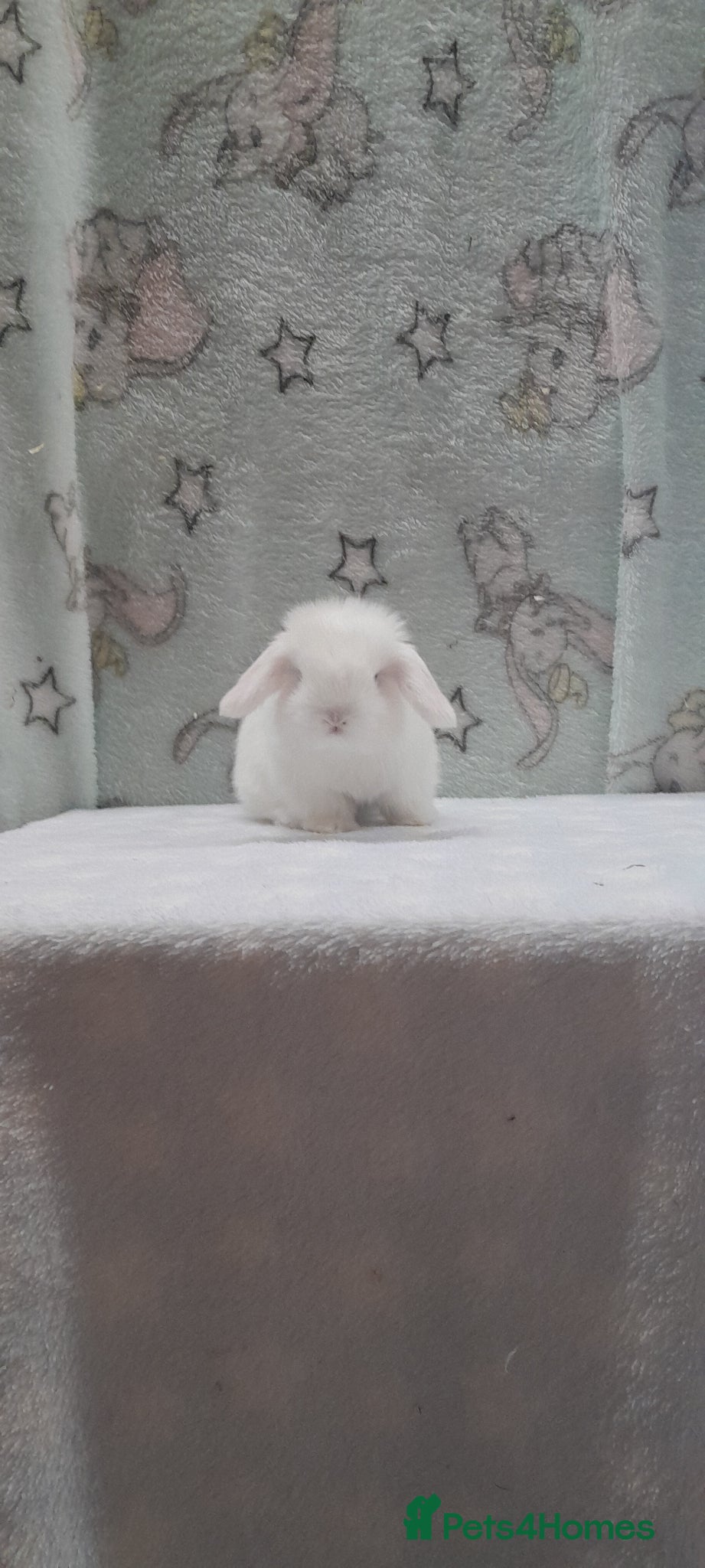 Mini Lop rabbits Purebred mini lop to reserve. - Advert 1