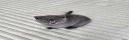 British Shorthair cats for sale: Pure British shorthair one girl,ready to go - Advert 4