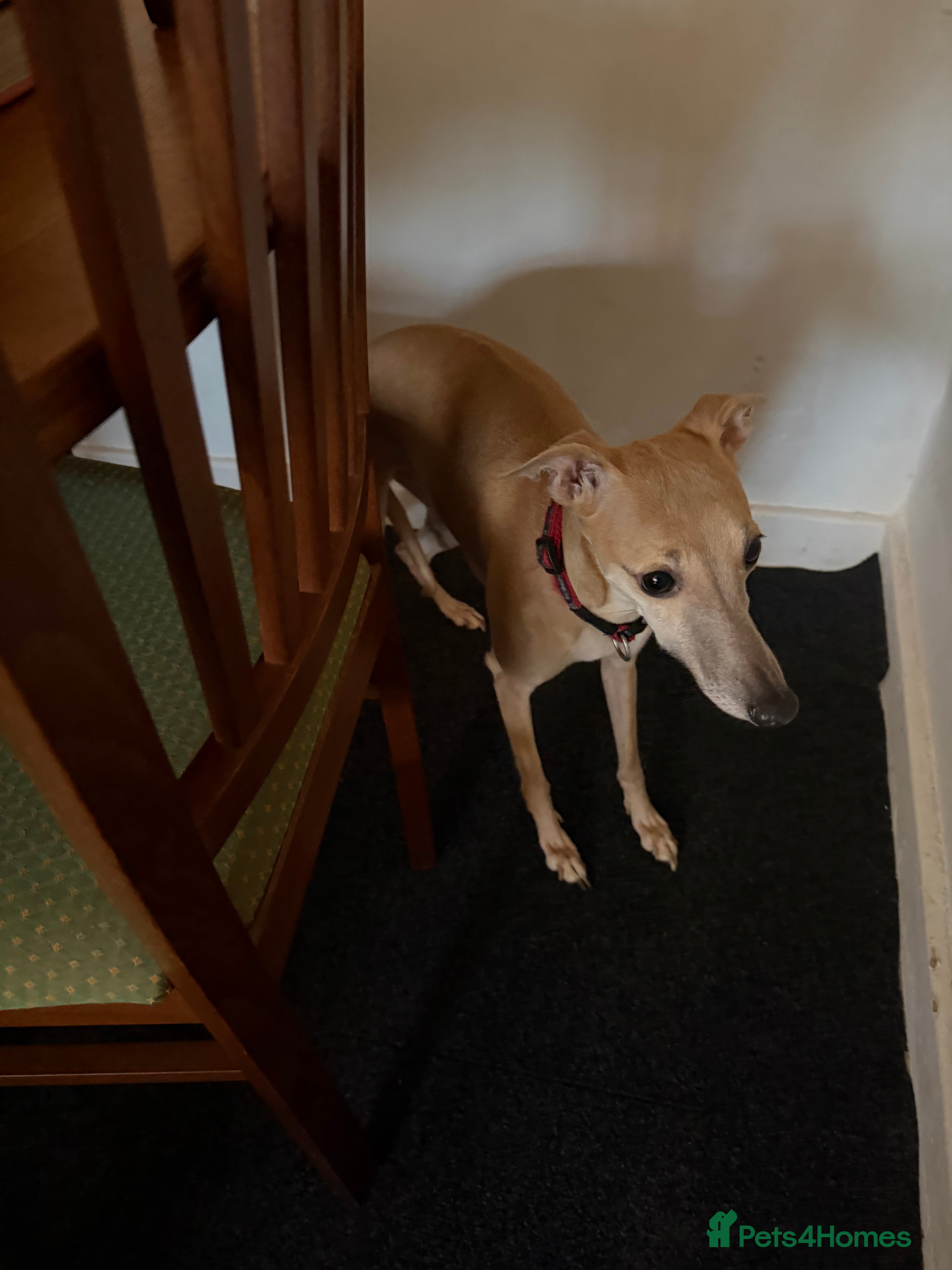 Whippet dogs Whippets for sale - Advert 1