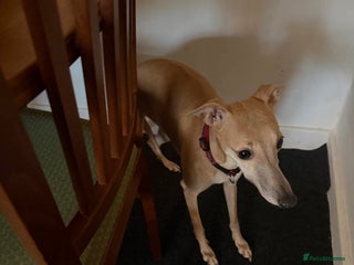 Whippet dogs Whippets for sale - Advert 1