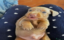 Miniature Dachshund dogs for sale: GORGEOUS MINIATURE DACHSHUND PUPPIES FOR SALE - Image 2