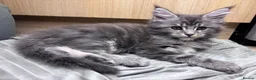 Maine Coon cats for sale: 9 Beautiful Maine Coon Kittens CHAMPION BLOOD LINE - Advert 14