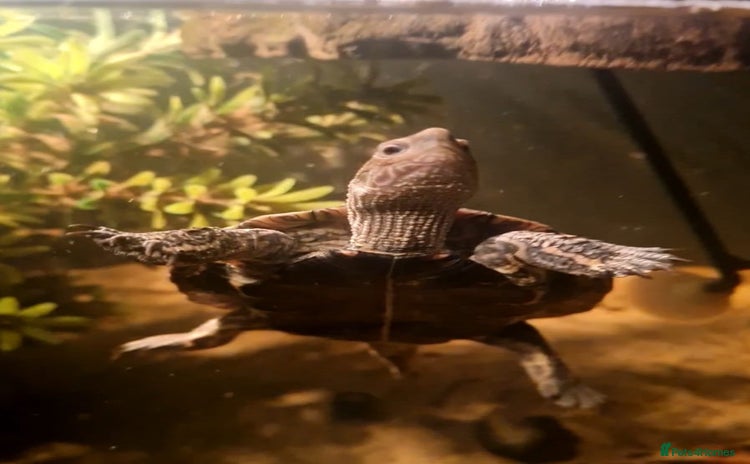 Terrapin reptiles - Advert 1