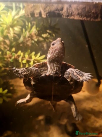 Terrapin reptiles - Advert 1