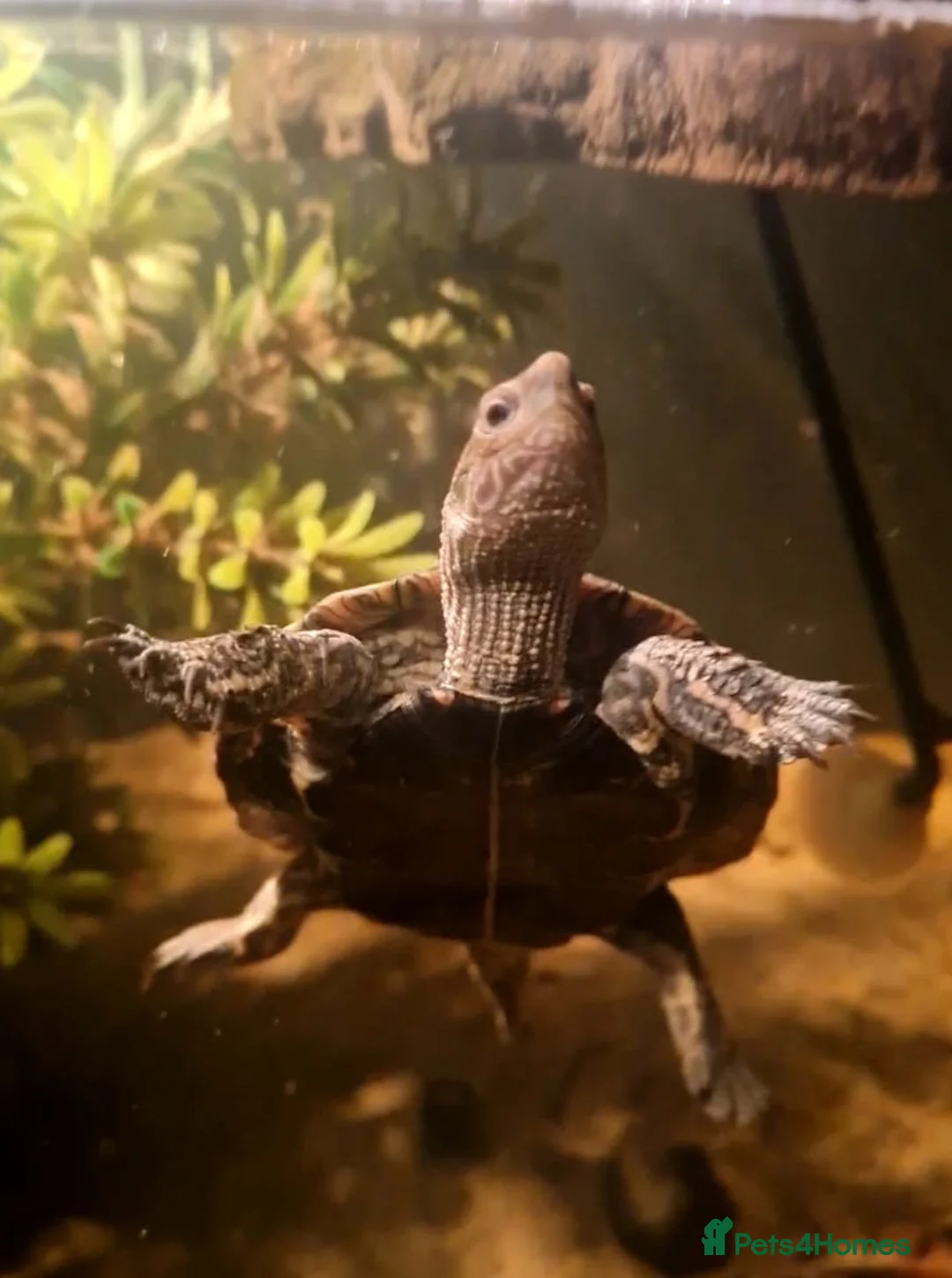 Terrapin reptiles for sale: Bulkan pond turtles - Advert 1