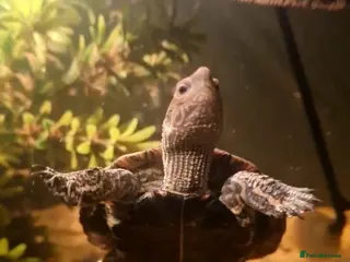 Terrapin reptiles Bulkan pond turtles - Advert 2