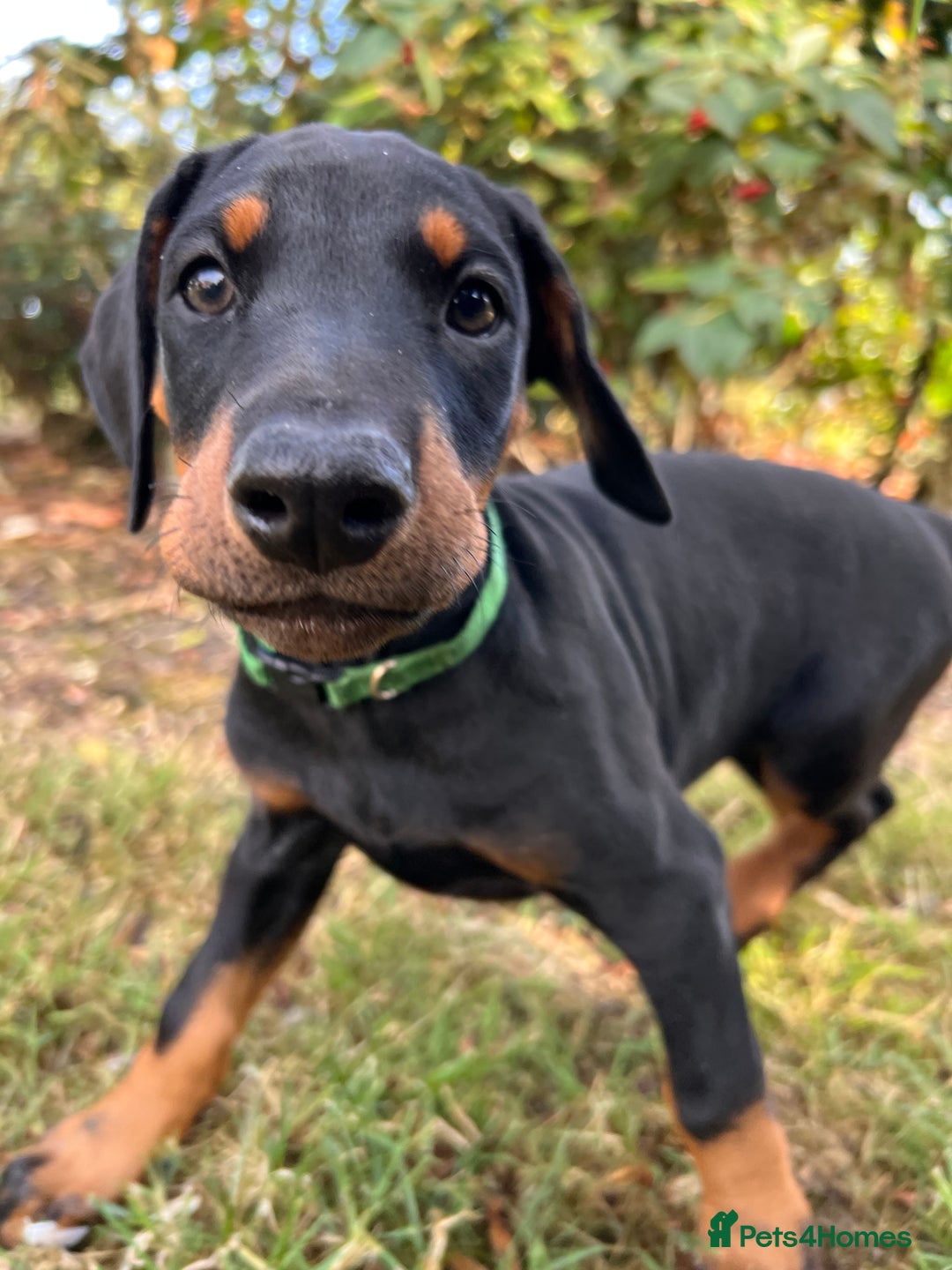 Dobermann dogs for sale: Ready now, Outstanding KC Reg Dobermann puppies - Image 10