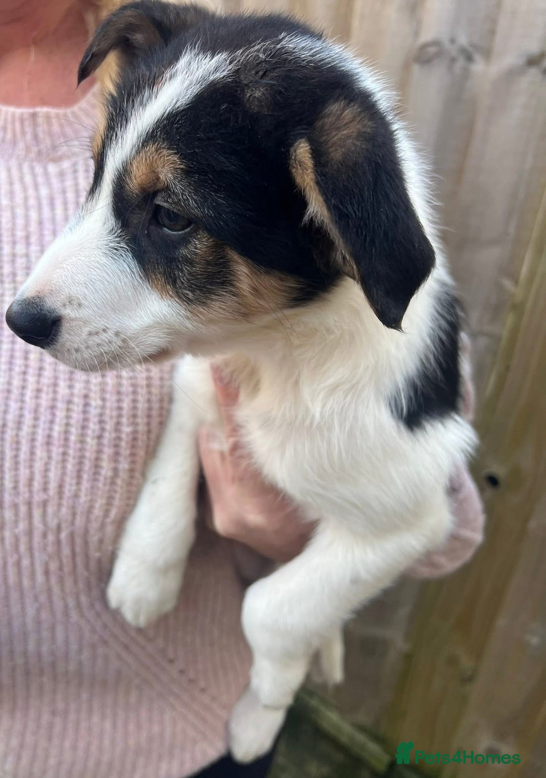 Border Collie dogs for sale: 2 Male Border Collie Pups - Advert 6
