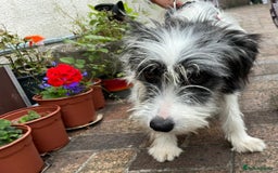 Mixed Breed dogs for adoption: Beautiful & Gentle KATALYA - for a Loving Home - Image 12