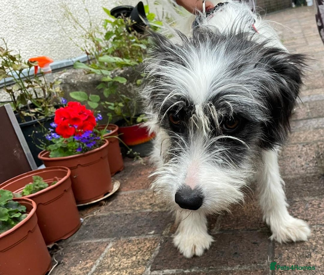 Mixed Breed dogs for adoption: Beautiful & Gentle KATALYA - for a Loving Home - Image 12