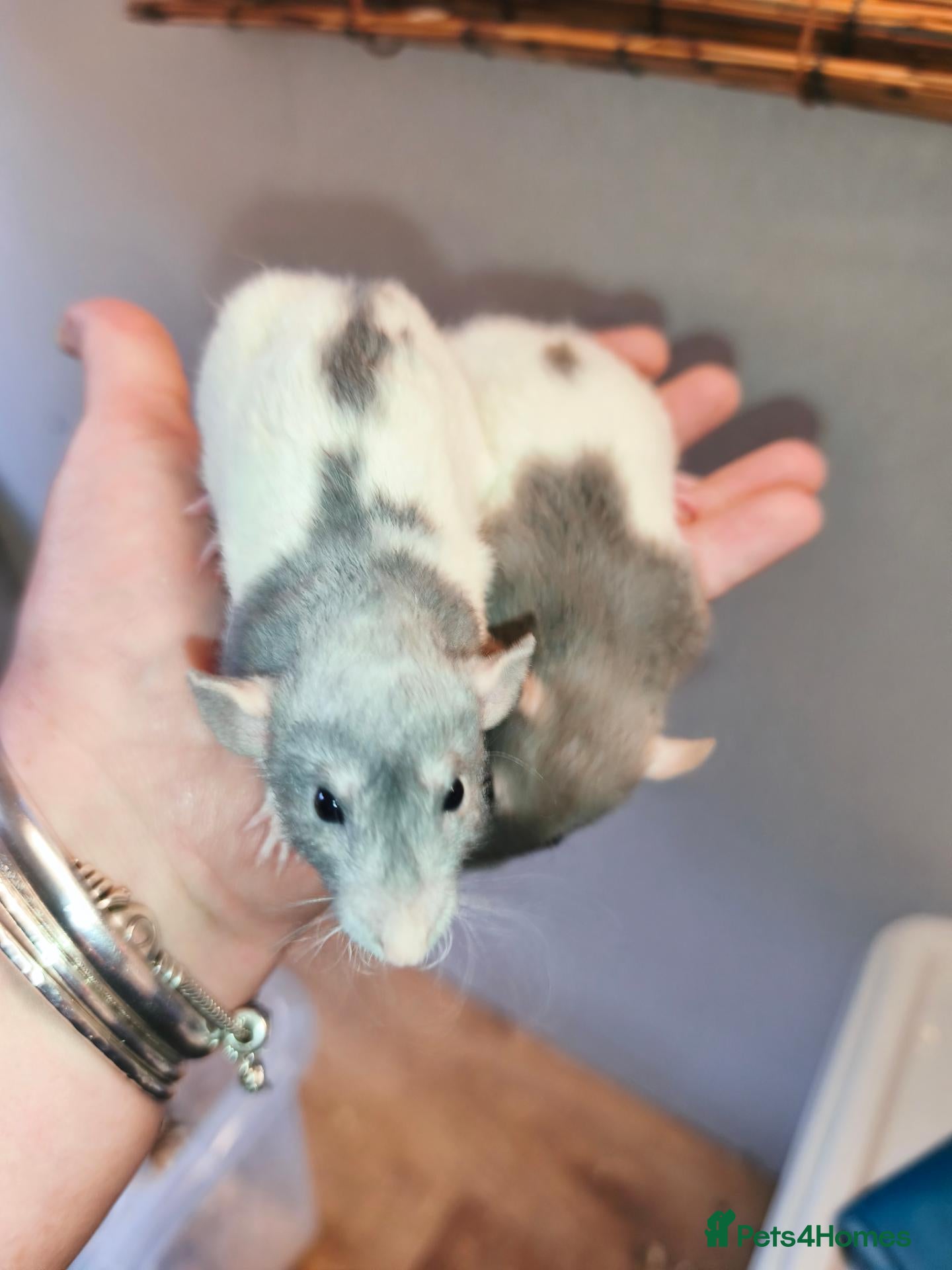 Rat rodents for sale: Lovely blue/mink rex Dumbo rats  - Advert 2