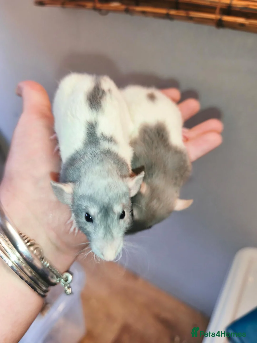 Rat rodents for sale: Lovely blue/mink rex Dumbo rats  - Advert 1