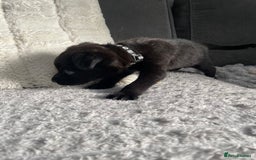 Belgian Shepherd Dog dogs for sale: Belgian malinois puppies - Image 9