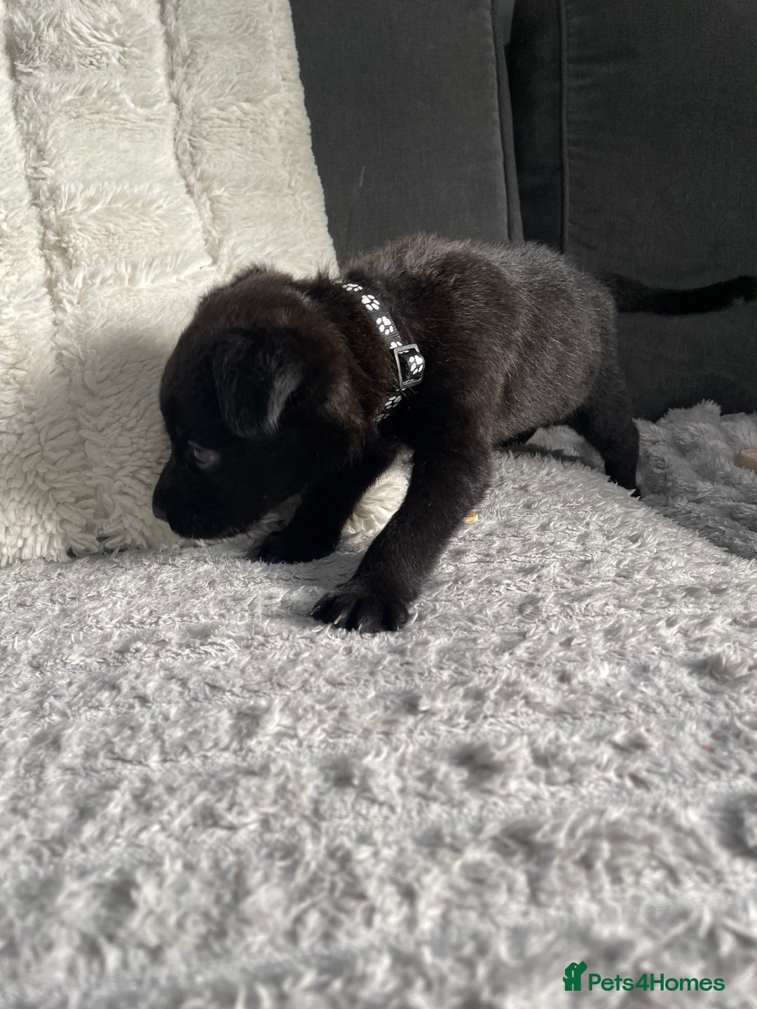 Belgian Shepherd Dog dogs for sale: Belgian malinois puppies - Image 9